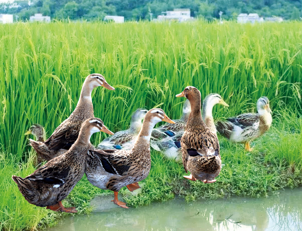 高郵麻鴨介紹