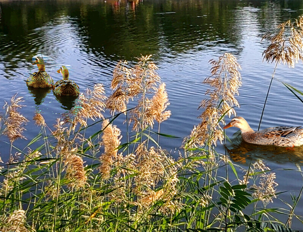 高郵湖蘆葦蕩濕地公園